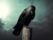 Προστασία αν κάποιος εύχεται να πάθω κάποιο κακό κοράκι