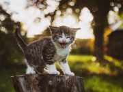 Γιατί οι γάτες φοβούνται τα αγγούρια όταν αντικρίζουν ξαφνικά μπροστά τους