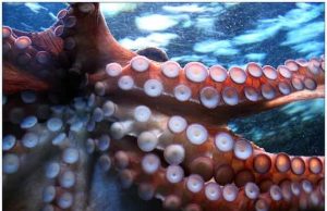 Γιγαντιαίο χταπόδι καταπίνει δύτη σε ένα βίντεο που έγινε μέσα σε λίγες ώρες viral σε όλο τον κόσμο