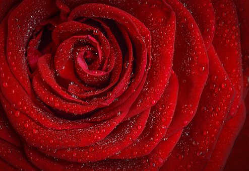 Άγριο τριαντάφυλλο: Ο θρύλος της Ελίζα Ντέι και το βαθύτερο νόημά του