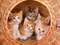 Το φιλικό τρικ που κρατάει μακριά τις γάτες του γείτονα από τον κήπο μου γατάκια σε καλάθι