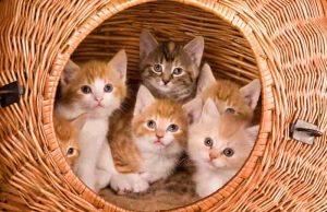 Το φιλικό τρικ που κρατάει μακριά τις γάτες του γείτονα από τον κήπο μου γατάκια σε καλάθι