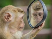 Ανέκδοτο: Μια ξανθιά βρίσκει τυχαία στον δρόμο έναν πίθηκο