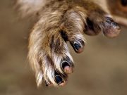 Το πλάσμα που ήταν πολύ περισσότερο άνθρωπος παρά πίθηκος, στα παρθένα δάση της Νοτίου Αμερικής