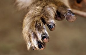 Το πλάσμα που ήταν πολύ περισσότερο άνθρωπος παρά πίθηκος, στα παρθένα δάση της Νοτίου Αμερικής