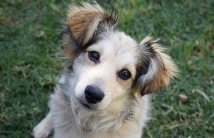 Η αρχαία Ελληνική ράτσα μικρόσωμων και εξαιρετικά πιστών σκύλων που ελάχιστοι γνωρίζουν Η αρχαία Ελληνική ράτσα μικρόσωμων και εξαιρετικά πιστών σκύλων που ελάχιστοι γνωρίζουν