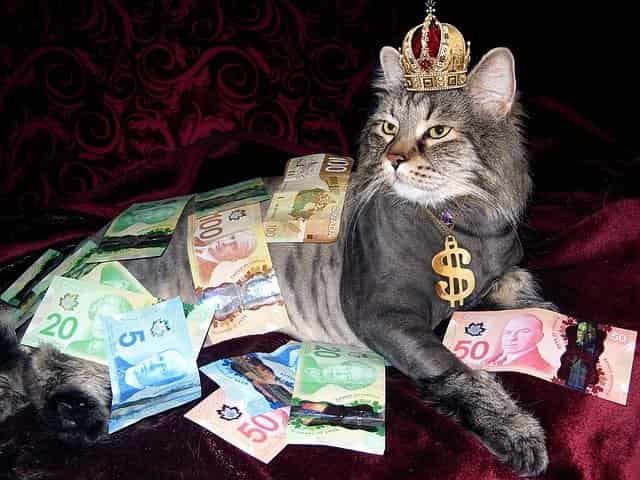 χρήματα και γάτα