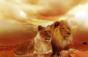 Υπήρξαν λιοντάρια στην αρχαία Ελλάδα. Γιατί εξαφανίσθηκαν