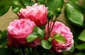 Χρήση ξυδιού στον κήπο: 7 τρόποι να το χρησιμοποιήσετε στα λουλούδια σας ανθισμένα λουλούδια