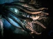 Το μυστηριώδες θαλάσσιο πλάσμα που αλιεύθηκε ζωντανό στην Μεσσήνη της Σικελίας, με κεφάλι σαν του ιπποπόταμου και οκτώ πόδια