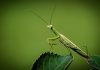 praying-mantis-leaf-Image by Lubos Houska from Pixabay