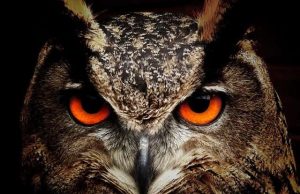 Βρες ποιο είναι το Ζώο Δύναμής σου, μέσα από ένα Σαμάνικο Ταξίδι