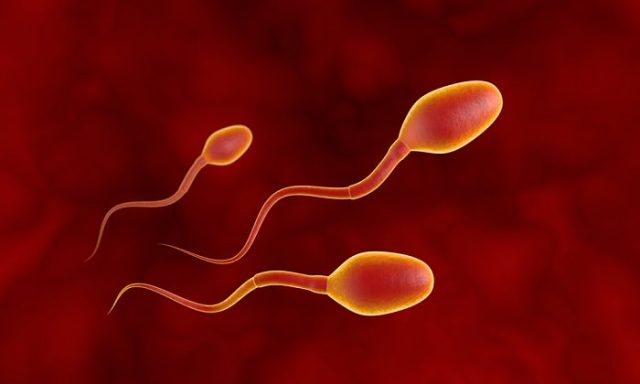 τρία σπερματοζωάρια από ανθρώπινο σπέρμα